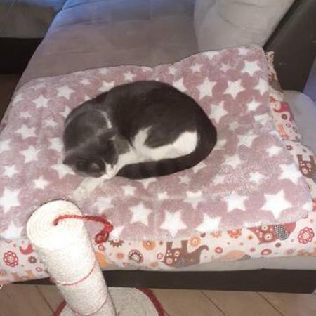 דירות לוגו The Awesome House With The Bomber Cat מראה חיצוני תמונה